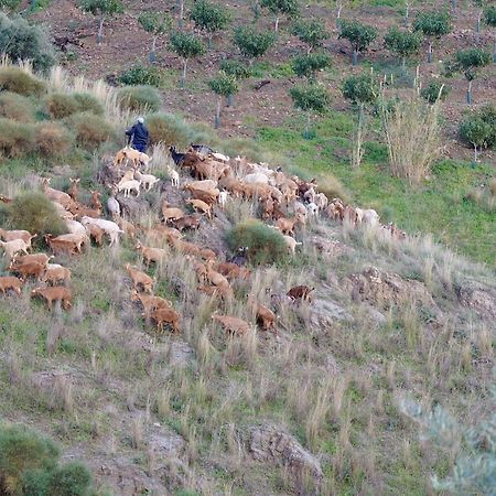 Cortijo Lagar De Luisa Guest House Borge ภายนอก รูปภาพ